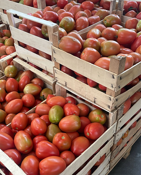 Pomodoro tipo Ovetto - Calabria - 1,50/2,00 euro al chilogrammo